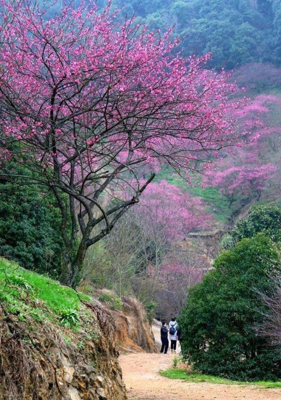 逃离冰淇淋岛屿