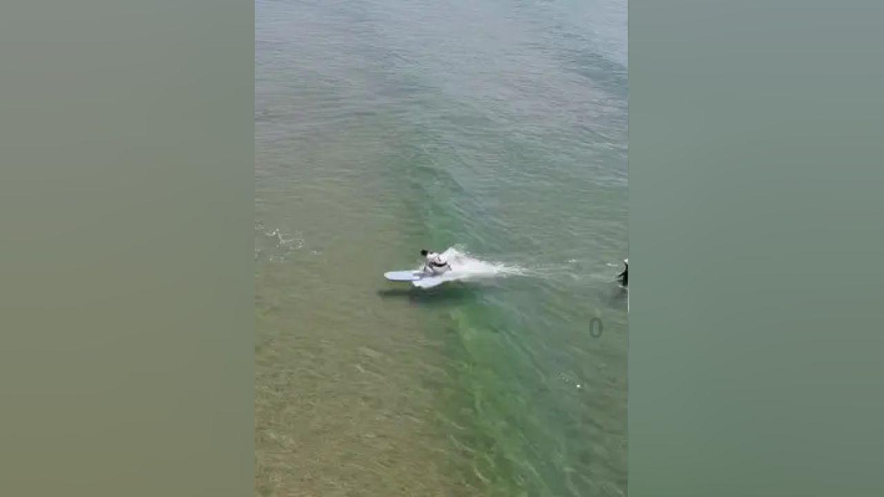 道奇蝰蛇找不同